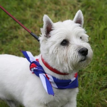 ‘JUBILEE JUBILATION’ AS RECORD CROWDS WITNESS A GREAT BRITISH SHOW